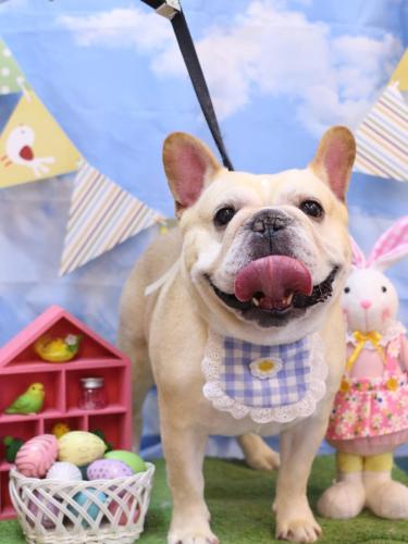 20240328こてつくん